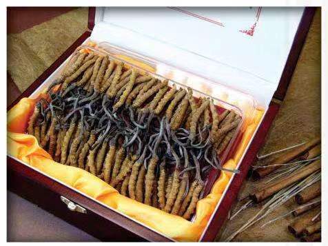 延长冬虫夏草回收